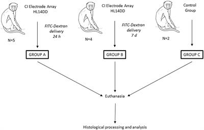 Acute histological reactions in the otolith organs to inner ear drug delivery through a cochlear implant